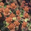 Bupleurum Longifolium Bronze Beauty